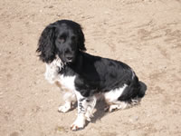 Stud Dogs @ Gwrych Bedw Gun Dogs
GunDogTraining.biz
Click image to enlarge