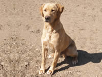 Stud Dogs @ Gwrych Bedw Gun Dogs
GunDogTraining.biz
Click image to enlarge