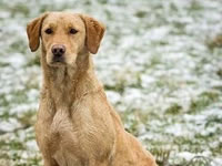 Breeding Bitches @ Gwrych Bedw Gun Dogs
GunDogTraining.biz
Click image to enlarge