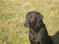 Stud Dogs @ Gwrych Bedw Gun Dogs
GunDogTraining.biz
Click image to enlarge