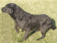 Stud Dogs @ Gwrych Bedw Gun Dogs
GunDogTraining.biz
Click image to enlarge