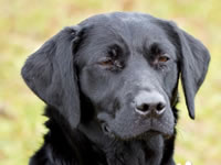 Breeding Bitches @ Gwrych Bedw Gun Dogs
GunDogTraining.biz
Click image to enlarge