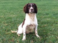 Breeding Bitches @ Gwrych Bedw Gun Dogs
GunDogTraining.biz
Click image to enlarge