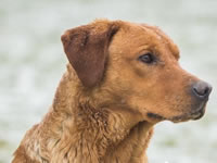 Stud Dogs @ Gwrych Bedw Gun Dogs
GunDogTraining.biz
Click image to enlarge