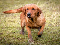 Breeding Bitches @ Gwrych Bedw Gun Dogs
GunDogTraining.biz
Click image to enlarge